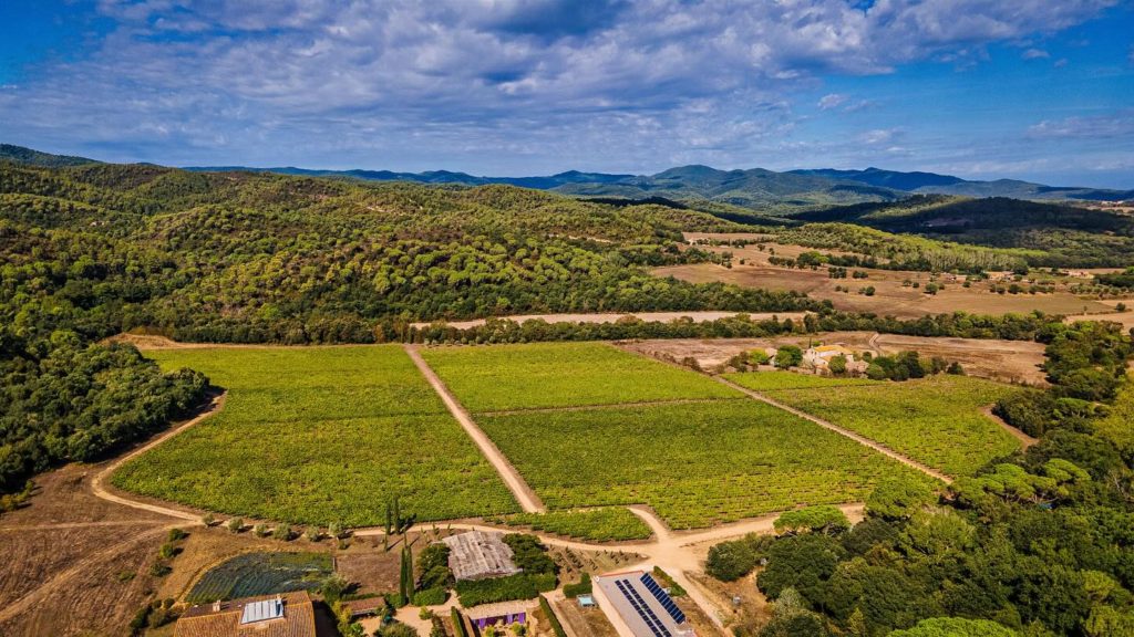 Vinos y viñedos del Empordà: tradición y paisaje en la historia catalana